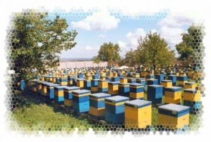 пчеловодство, пчелы, пасека