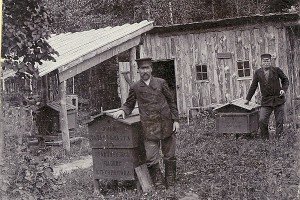История пчеловодства