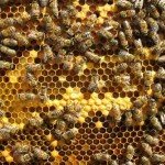 Сколько же пчел в улье?! Особенности медоносной пчелы.