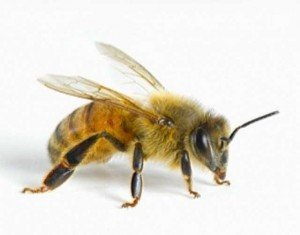 Пчела. Строение пчелы, типы и виды пчел. Виды медоносной пчелы.