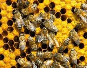 Как правильно и когда покупать пчел