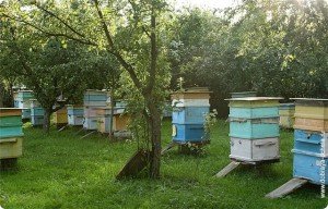 Обустройство точка и перевозка пчел