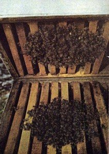 Как правильно разместить мед в ульях на зиму?!