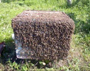 Поддержание пчел в рабочем состоянии для главного взятка.