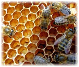 как пчелы делают мед